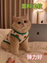 杰航猫咪衣服防掉毛薄款英美短蓝猫布偶猫小型犬泰迪狗狗背心