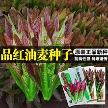 甜脆红油麦菜种子 抗热无斑紫红油麦菜种籽 阳台盆栽四季红油麦菜