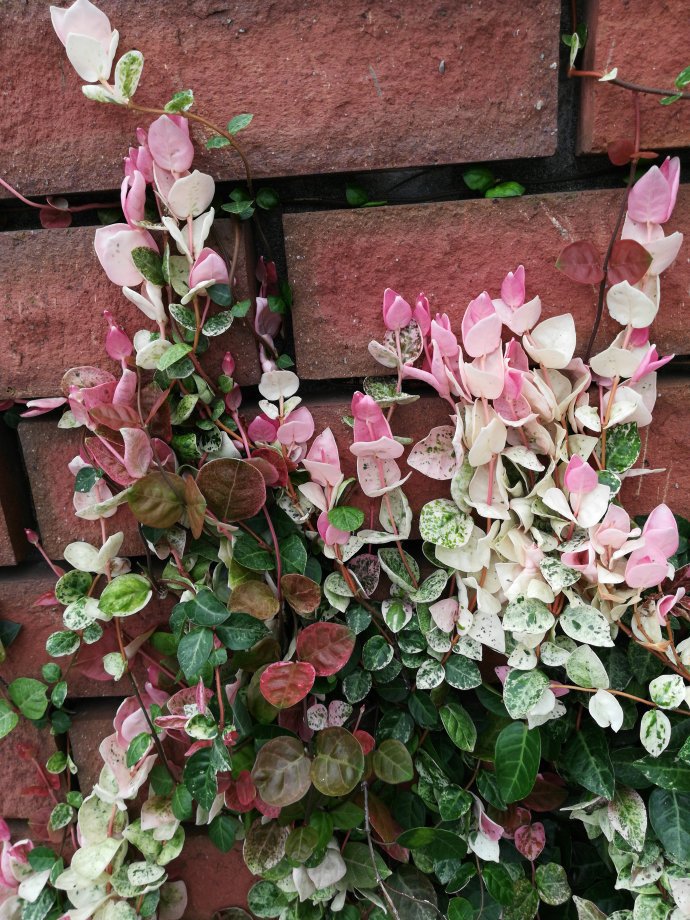 花叶络石花苗盆栽彩叶络石吊兰四季垂吊耐热耐寒植物庭院绿植花卉