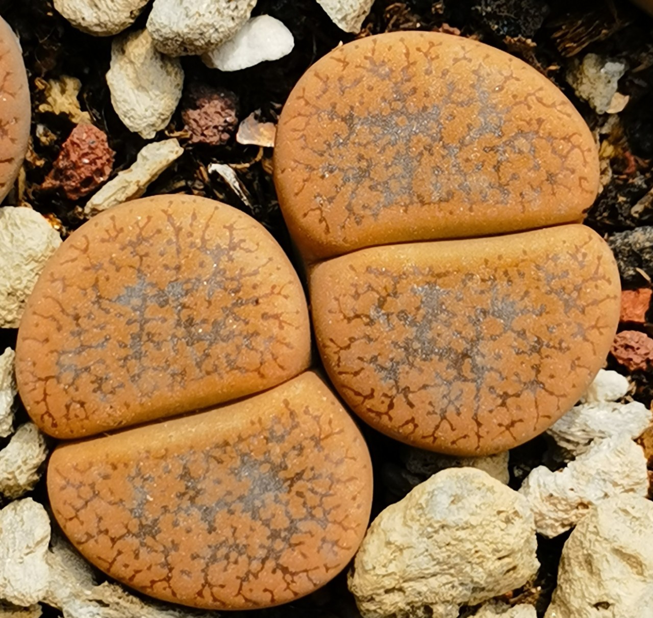 6成交1216棵基地直发多肉植物生石花日轮玉孔斑日轮三年株花卉绿植