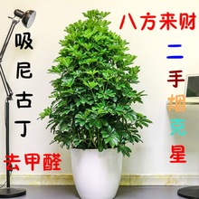 二手烟克星鸭脚木室内客厅盆栽花卉绿植发财树鸭掌木植物去甲醛