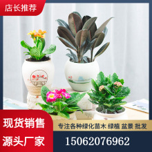 小绿植盆栽多肉植物老桩花盆陶瓷美丽风景如画手绘大号高款阳台