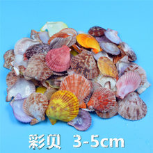 A3L彩色花色天然贝壳海螺海星鱼缸造景幼儿园手工diy打孔漂流瓶装