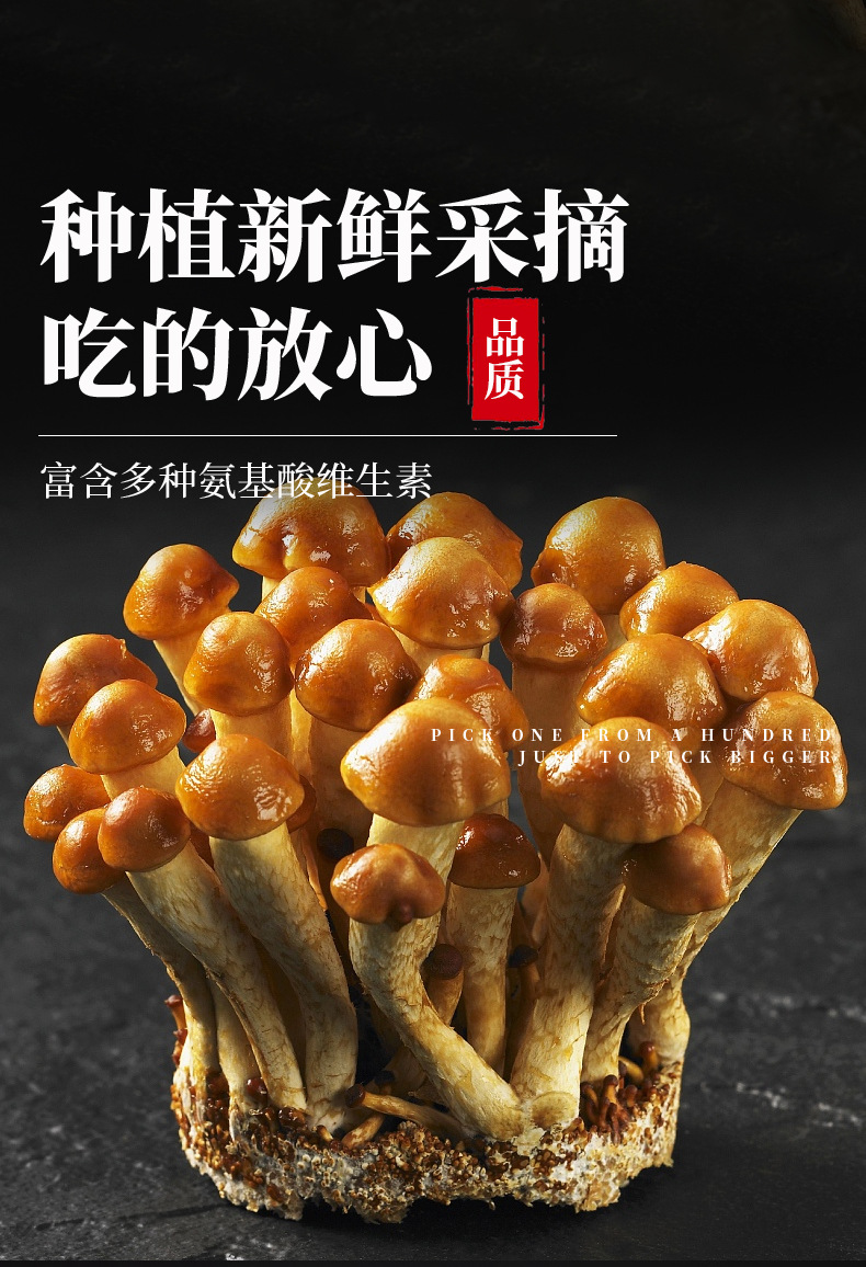 东北滑子菇135g袋装食用菌干货小鸡炖蘑菇炖汤滑子菇现货批发