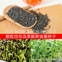 批发当季新油葵种子 水培油葵苗种子 家庭阳台四季种植芽苗菜种子