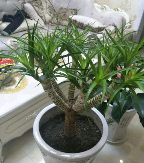 龙血树盆栽 室内客厅大型绿植 水培花卉龙铁树 庭院常绿盆景花卉