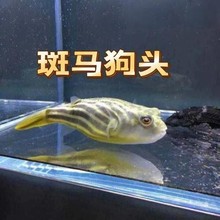 斑马狗头河豚鱼斑狗头鱼苗热带鱼观赏鱼淡水河豚凶猛鱼苗活体宠物