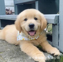 批发金毛幼犬活体大骨架赛季双血统金毛犬巡回导盲犬宠物狗狗崽