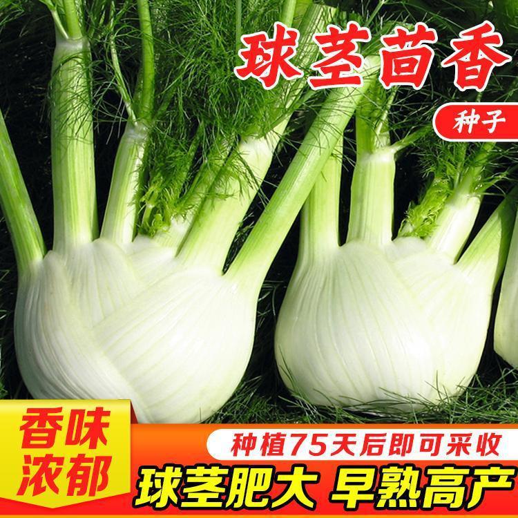 球茎茴香种子四季根苗大茴香大头茴香根球茎割茬茴香菜籽四季盆栽