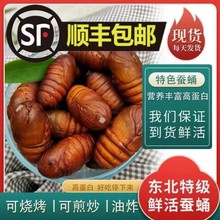 【辽宁特级】鲜活柞黑蚕蛹黄蚕蛹新鲜食用黄蝉蛹东北茧蛹批发特产