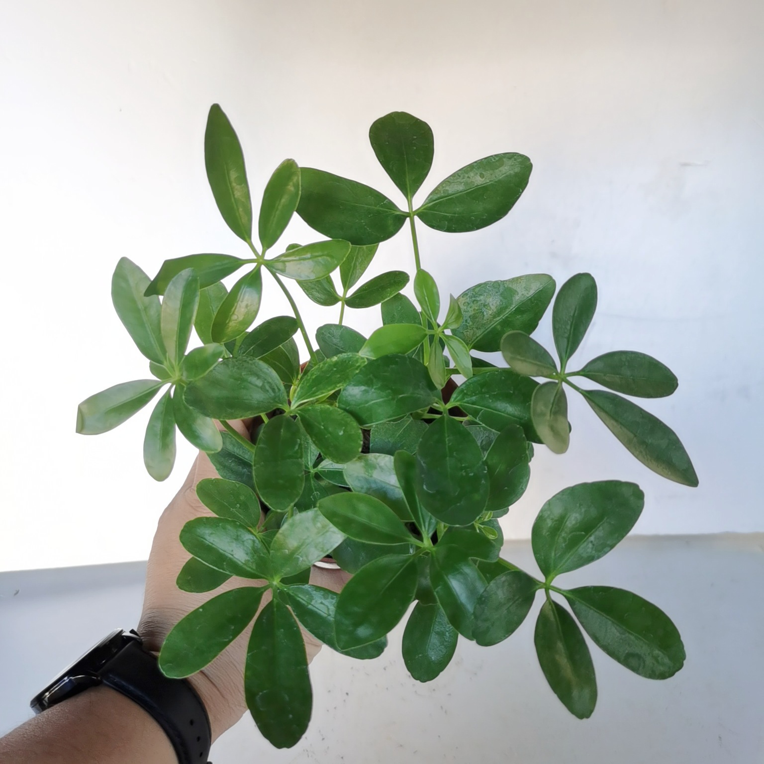 基地批发鸭脚木 绿植小盆栽 耐养室内外绿墙植物观赏植物工程货