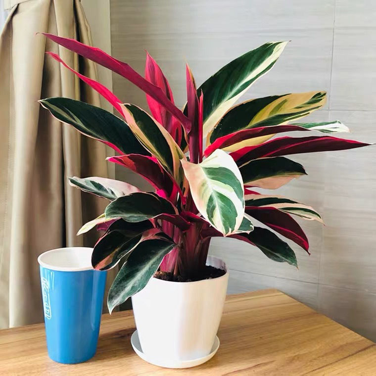 【推荐】凤凰羽水培七彩竹芋植物室内绿植花卉盆栽水养好养客厅花