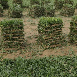 厂家大叶油草卷草草卷草坪基地直供 绿化工程植物大叶油草