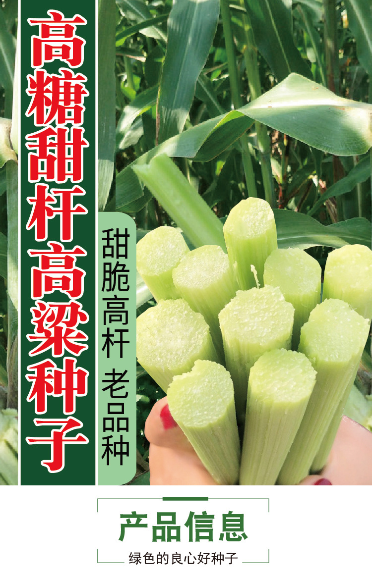 纯丰甜杆高粱种子 老品种农家自种甜甘蔗种籽 小菜园易种蔬菜孑