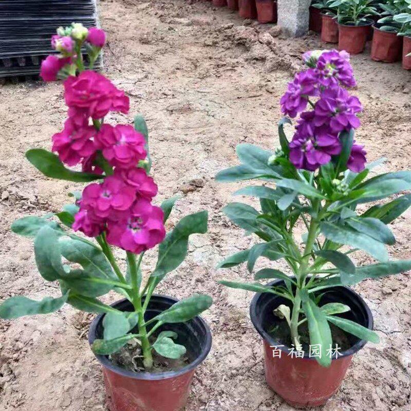 基地批发 紫罗兰 双色杯苗 多年生宿根花卉 地被草花花境