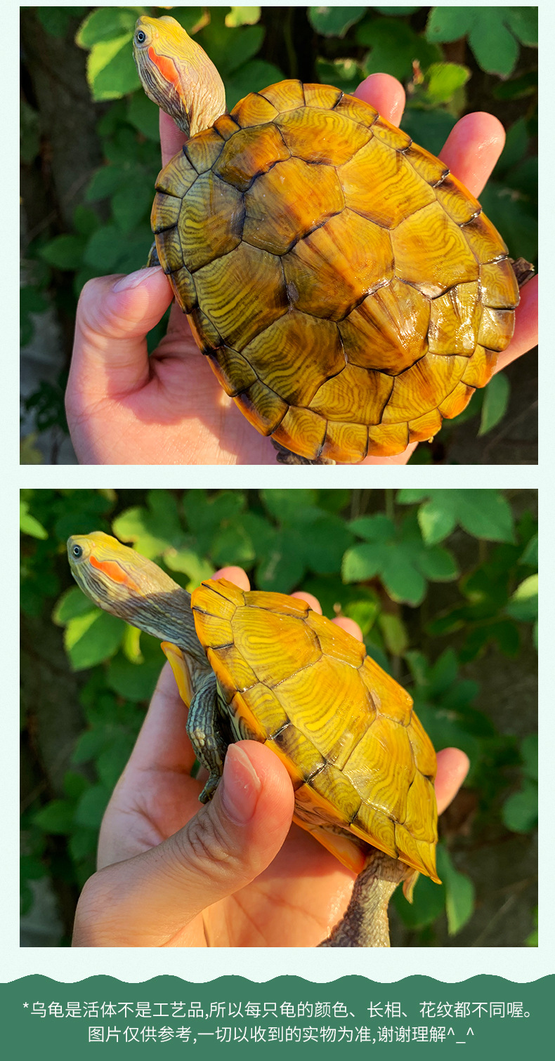 黄金龟招财龟稀有乌龟活体情侣龟观赏水龟小宠物龟金龟直销批发