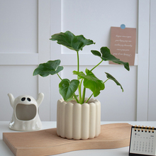琴叶榕大叶盆栽室内大型植物办公室绿植北欧网红新手好养沈阳送货