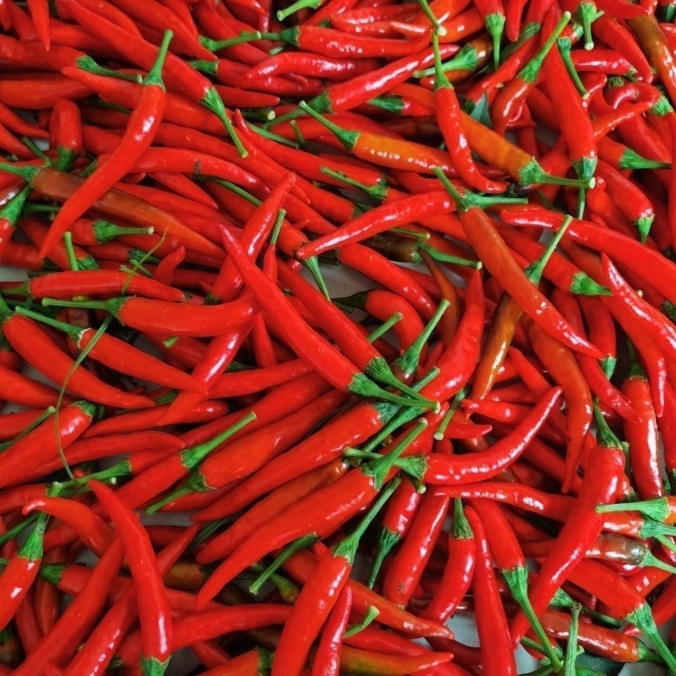 红辣椒小米辣尖椒新鲜蔬菜辣椒