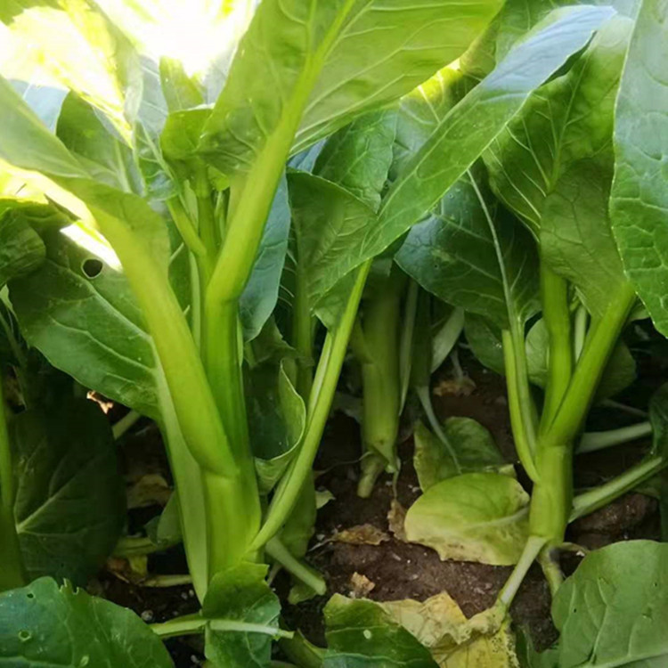 宁夏无渣大种80天油青甜菜心种子400克原装大田种植80天油绿粗苔