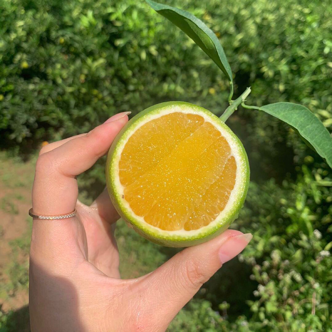 云南哀牢山冰糖橙 青橙 褚青新鲜采摘的一件代发