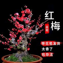 腊梅树苗带花苞盆栽老桩浓香型盆景海棠庭院阳台室内花卉一件批发