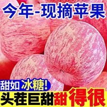 【现摘新果】冰糖心苹果水果新鲜批发应季水果孕妇脆甜苹果红富士