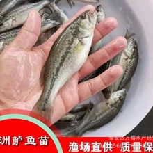 淡水鲈鱼苗 加州鲈鱼 人工驯化鲈鱼苗