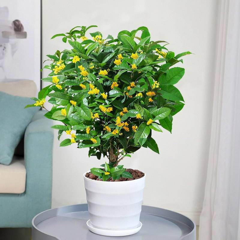 地栽大型四季桂花树苗庭院浓香花卉常青植物盆景金桂丹桂室内盆栽