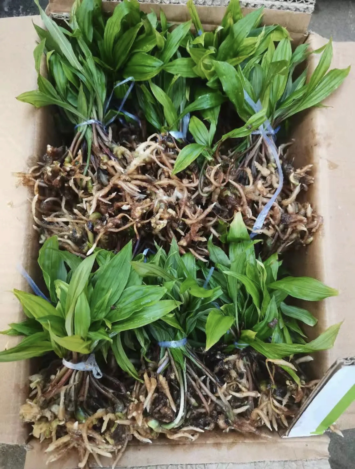 供应批发毛慈菇种子种苗种植基地直发,量大从优