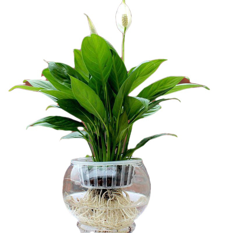 一帆风顺白掌花卉盆栽水培土培室内植物办公室水养花苗花卉盆景