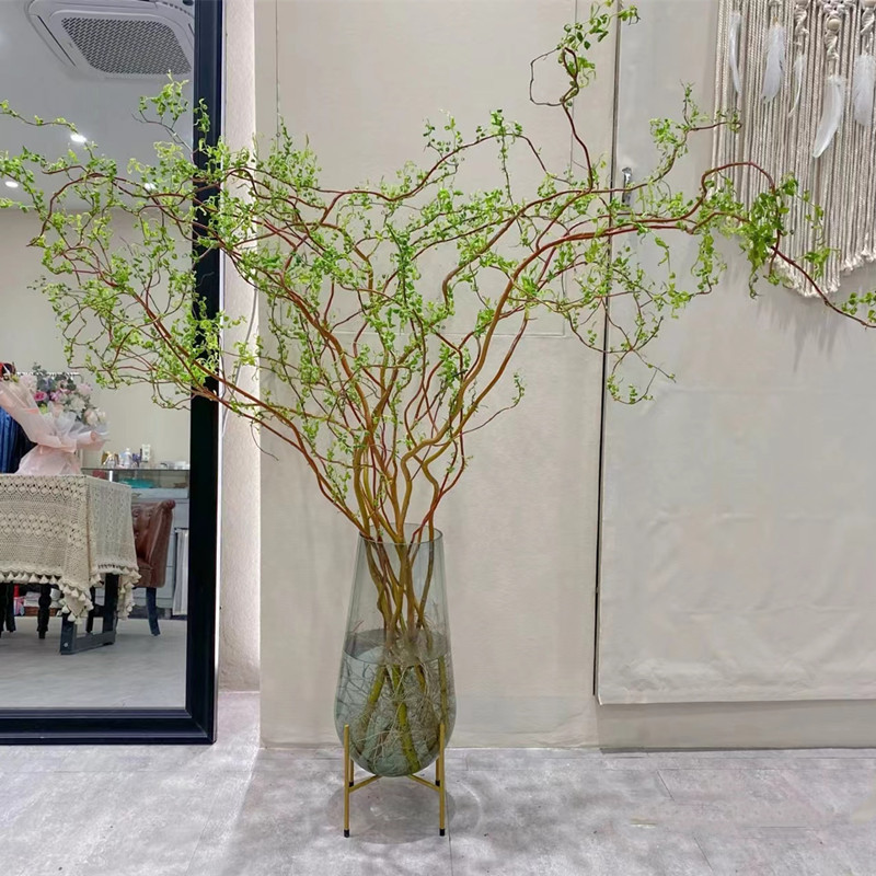 水培龙柳鲜枝切花水养植物红瑞木干枝水养易活观叶长根家居装饰