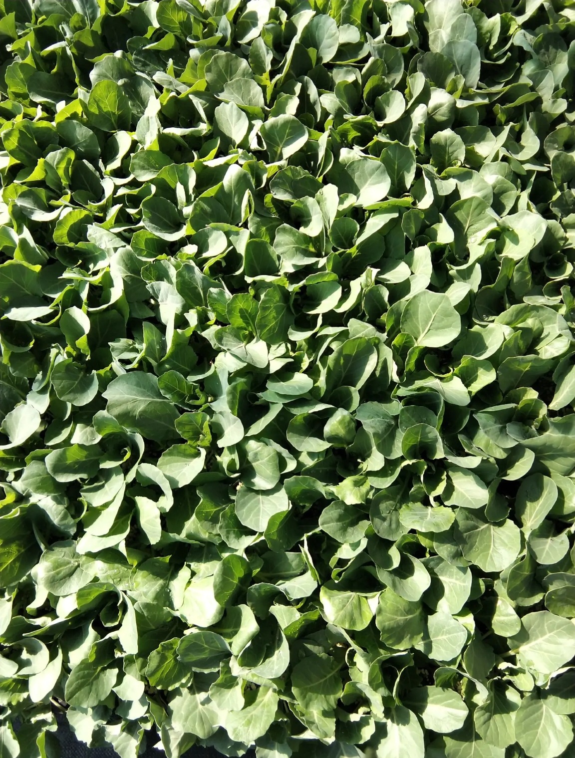 基地供应甘蓝苗 绿色圆球包菜种苗 家庭菜园洋白菜卷心菜种苗