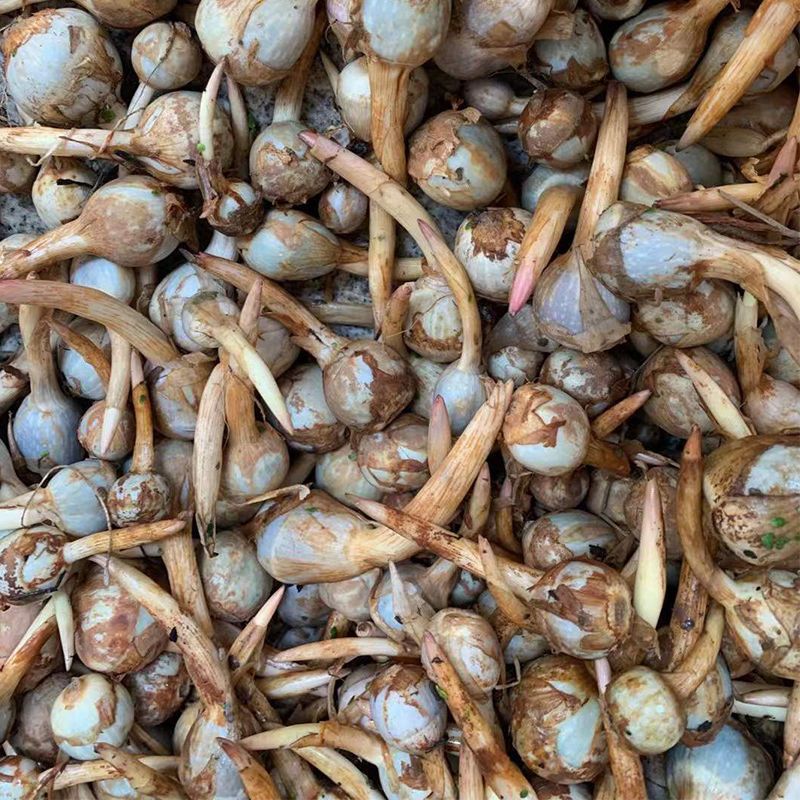 云南现挖新鲜迷你小茨菇白马蹄白慈姑农家自种粉糯茨菰燕尾菇蔬菜