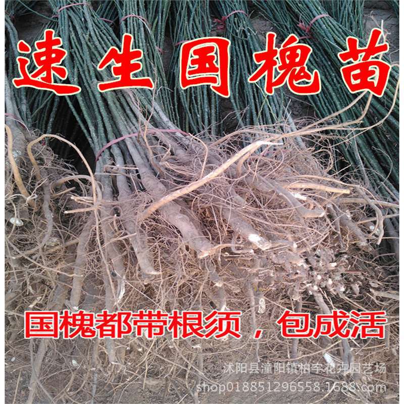 速生国槐树苗国槐小苗嫁接垂槐龙爪槐黄金槐树苗工程绿化庭院栽植