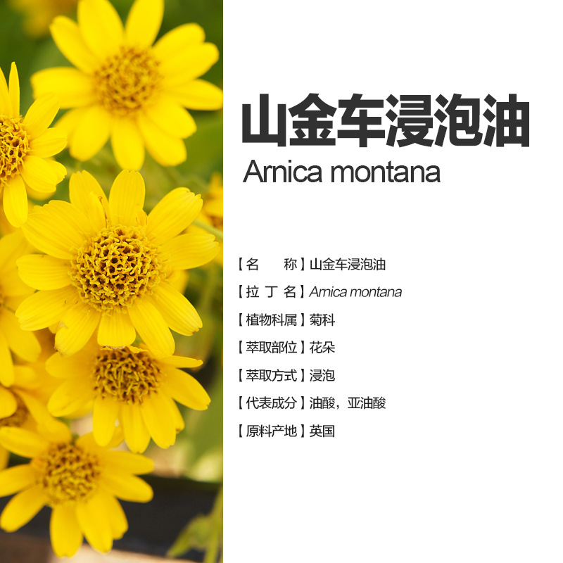 阿甘树山金车浸泡油arnica montana