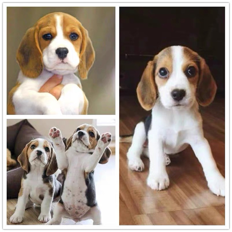 出售纯种比格幼犬活体米格鲁猎兔犬短毛猎犬宠物狗狗大耳朵幼犬