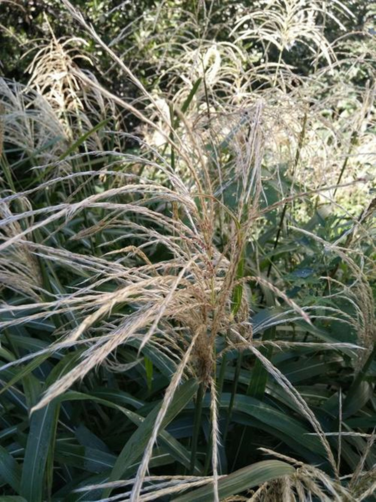 基地批发荻 湿地植物 景观绿化 荻草 多年生荻苇草 草本植物
