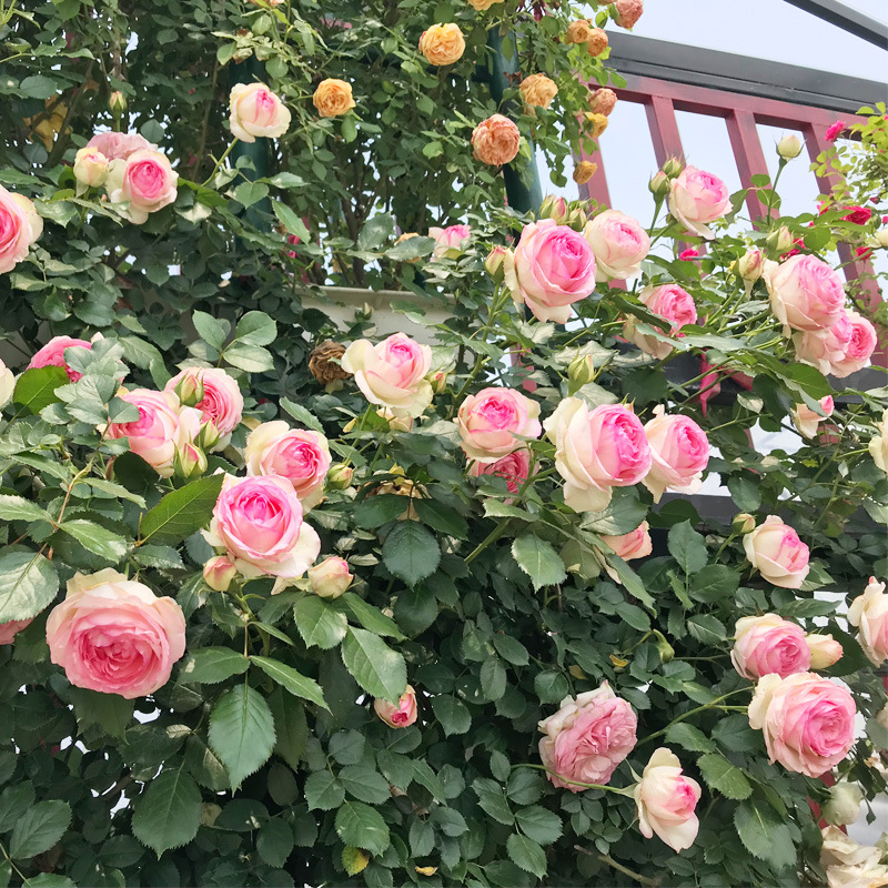 爬藤蔷薇花苗粉龙沙宝石藤本月季大花浓香多季开庭院爬墙植物粉龙