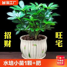 水培盆栽招财树植物八方来财鸭脚木室内绿植花卉发财树甲醛客厅