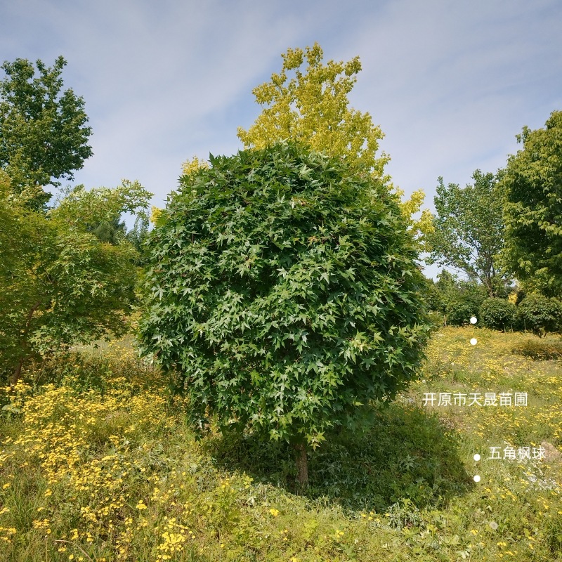 三角枫球 三角枫绿篱 茶条槭 五角枫球 丛生三角枫