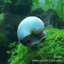 上海热带鱼养殖场批发观赏螺 神秘螺 紫螺黄螺蓝螺白螺月光螺