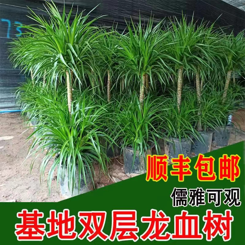 龙血树客厅绿植 盆栽 室内大型老桩办公室吸甲醛净化空