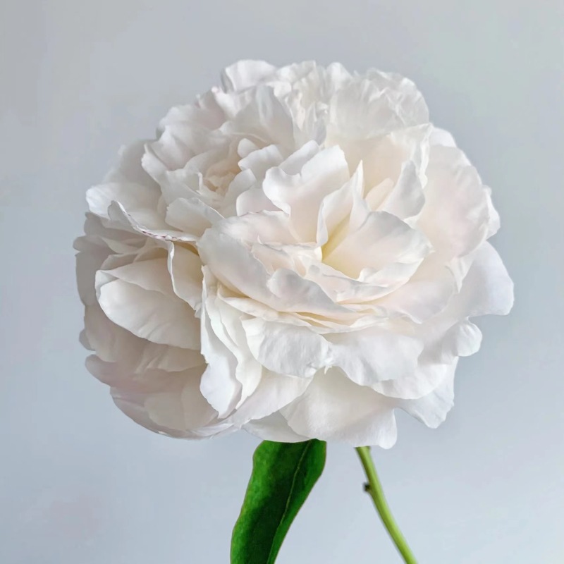 批发荷兰进口芍药苗母亲选择重瓣芍药花苗观赏盆栽芍药洛阳牡丹苗