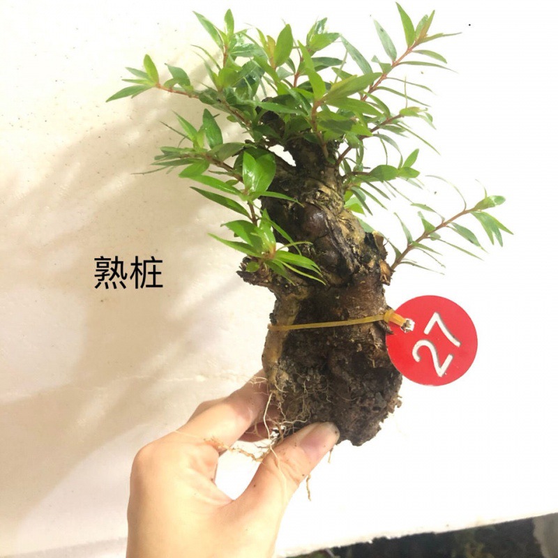 水杨梅盆景花卉盆栽桌摆微型绿植老桩奇形怪桩细水团水培河沙栽种