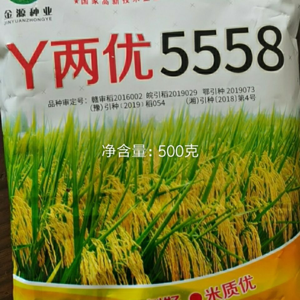 水稻种子,超高产杂交水稻种子,两优5558(1斤)抗病性强,长粒大穗