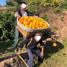 橙子孕妇麻阳冰糖橙包邮水果新鲜水果薄皮批发特级浅橙黄色见详情