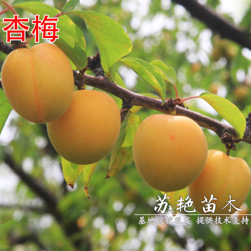 嫁接杏树苗 金杏梅杏苗 味甜可口 黄金杏梅树苗南方北方种植果树