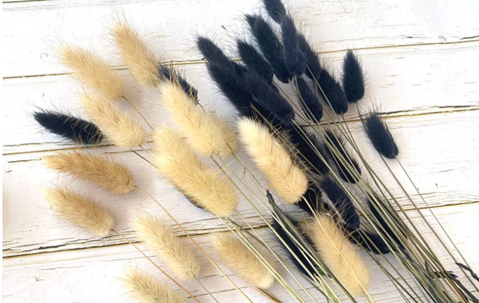 云南干花兔尾草染色狗尾巴草一束30支家居婚庆摆件装饰花