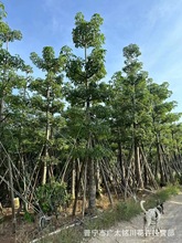 本地木棉假植苗产地批发木棉树攀枝花树苗市政道路园林景观绿化树