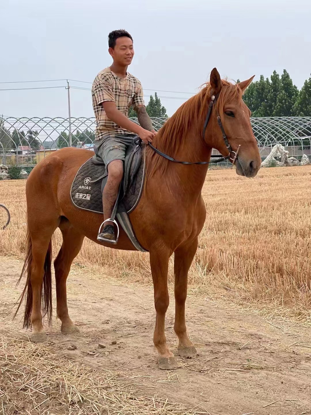 儿童骑乘小马驹真马小矮马 观赏骑乘小矮马随机品相好矮马宠物